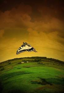 butterfly Полёт бабочки
