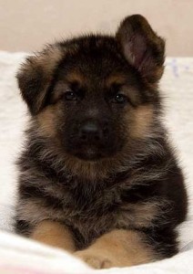 dog gavkaet