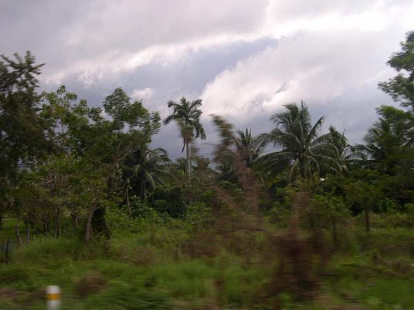 влажный тропический лес