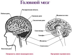 Строение мозга Строение мозга