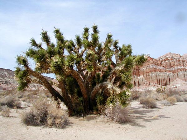 растения пустыни