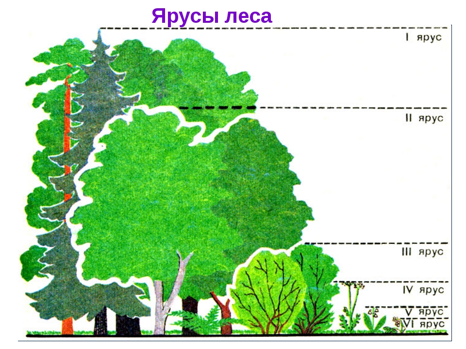 Схема ярусность березового леса