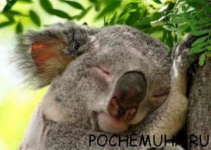 Почему нельзя фотографировать спящих?