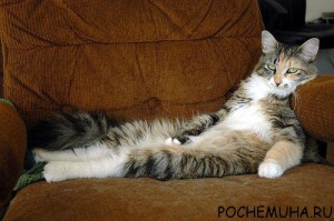 Как бороться с ленью?