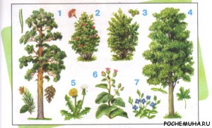 Какие бывают растения