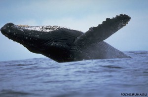 Что мы знаем о китах