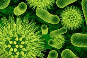 Микроорганизмы – творцы мира