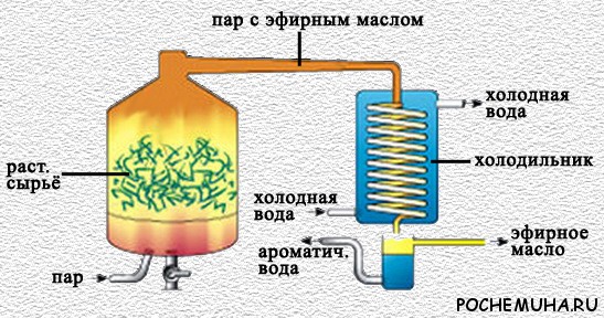 Приготовление эфирного масла в домашних условиях