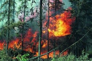 Как уберечь себя при возникновении лесных пожаров