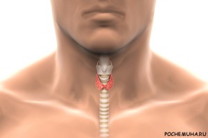 Что такое гипертиреоз щитовидной железы