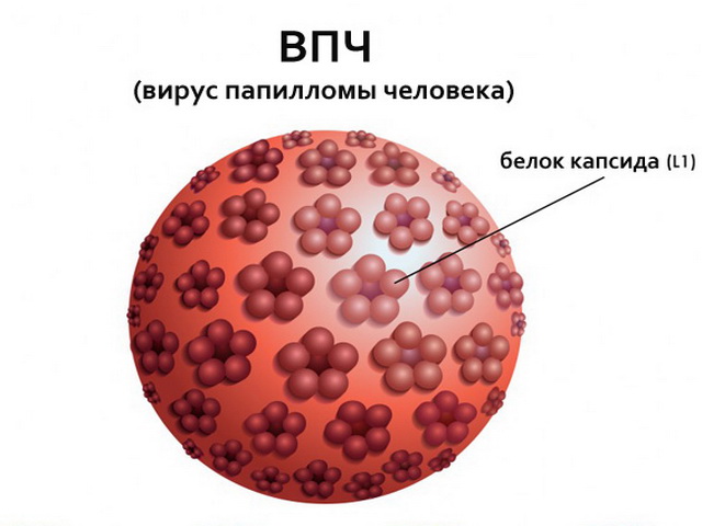 Вирус папилломы картинка