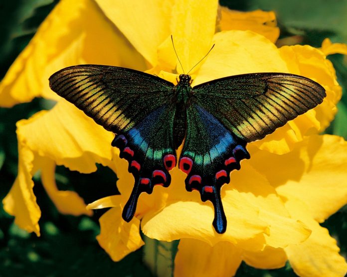 %D0%9F%D0%BE%D1%87%D0%B5%D0%BC%D1%83 %D0%B1%D0%B0%D0%B1%D0%BE%D1%87%D0%BA%D1%83 %D0%BD%D0%B0%D0%B7%D0%B2%D0%B0%D0%BB%D0%B8 %D0%B1%D0%B0%D0%B1%D0%BE%D1%87%D0%BA%D0%BE%D0%B9 butterfly почему так назвали бабочку