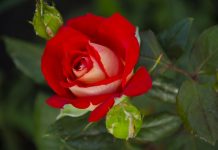 Почему роза символ Англии?
