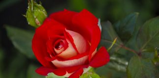 Почему роза символ Англии?