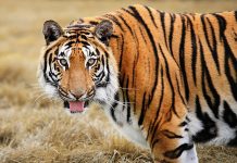 Почему тигр имеет яркую оранжевую окраску?