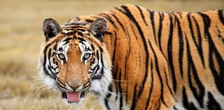 Почему тигр имеет яркую оранжевую окраску?