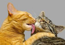 Животные тоже дружат: почему кошки любят облизывать друг друга?