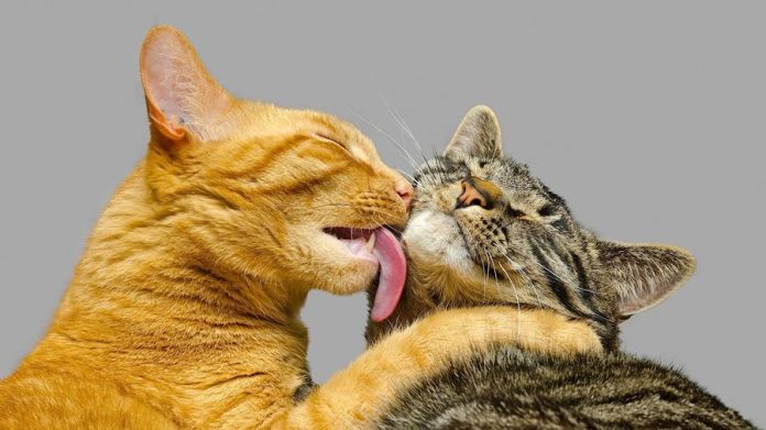 Животные тоже дружат: почему кошки любят облизывать друг друга?