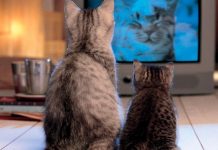 Почему кот смотрит телевизор: основные причины.
