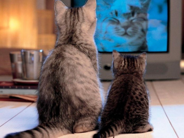 Почему кот смотрит телевизор: основные причины.