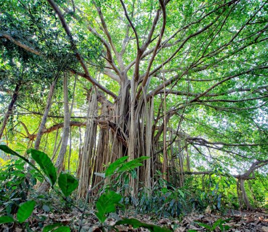 Почему деревья в тропических лесах такие высокие?