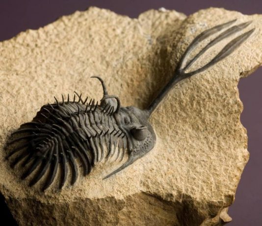 Ископаемые и современные рифостоящие организмы