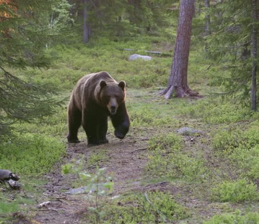 Животные и растения тайги в Азии