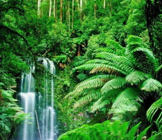 Влажные экваториальные леса