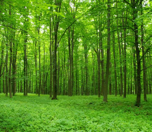 Что такое лес?