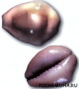 Раковины каури
