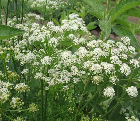 В чем коварство зонтичных?