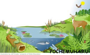 экосистема