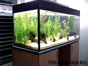 аквариум