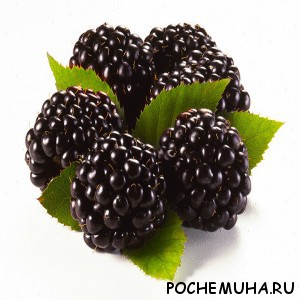 Ежевика
