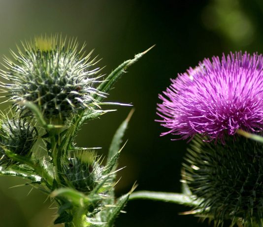 Польза и вред масла расторопши