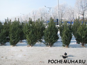 Как выбрать новогоднюю елку