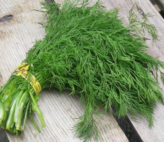 Чем полезен обычный укроп?