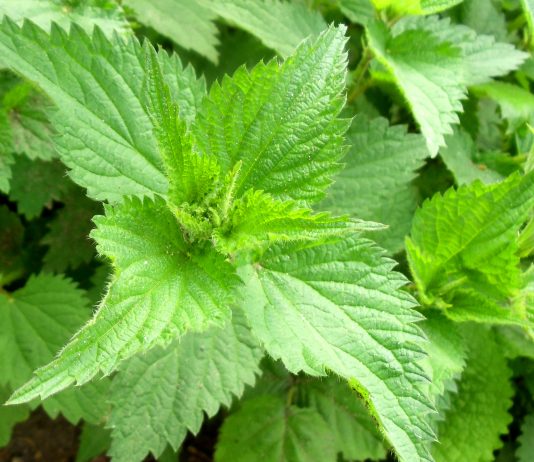 Почему крапива кусается?