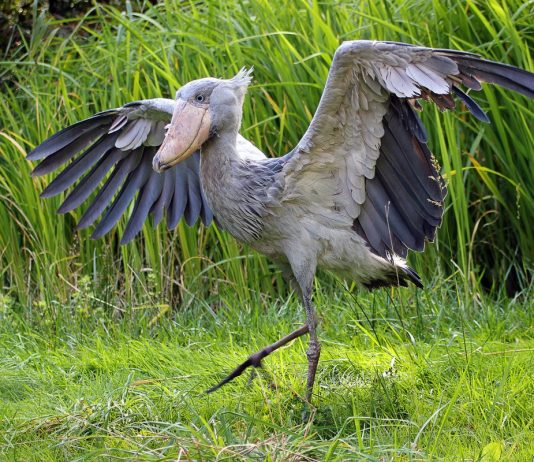 Кто такой китоглав?