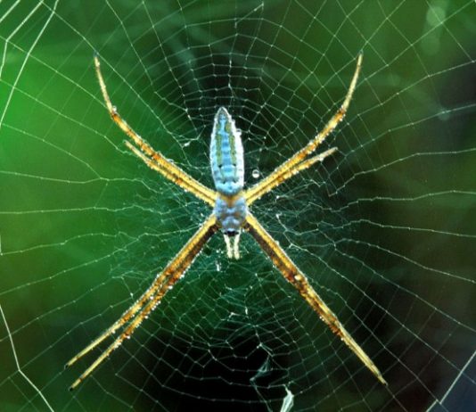 Почему самой прочной нитью считается паутина?