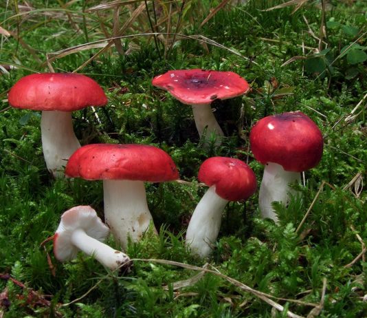 Почему гриб назвали сыроежкой?