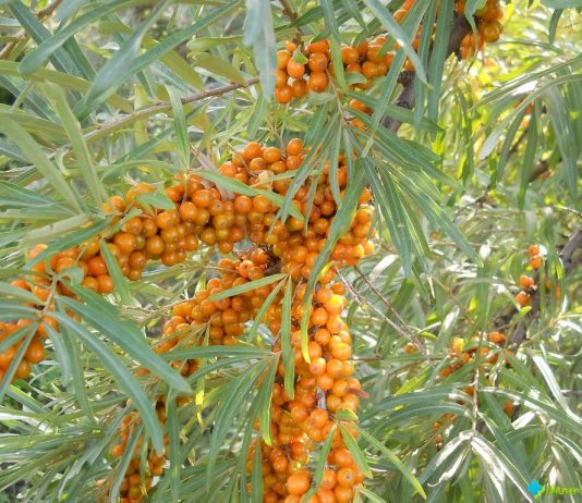 Почему не плодоносит облепиха?