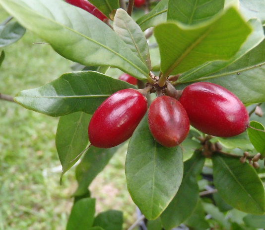 Почему Магический фрукт вызывает вкусовые галлюцинации?