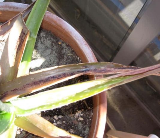 Почему сохнет алоэ?