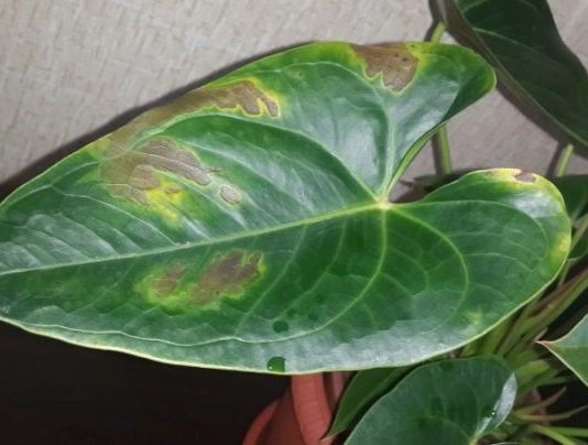 Почему появляются пятна на листьях антуриума? Почему появляются пятна на листьях антуриума?