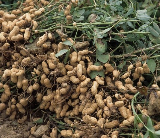 Почему арахис называют земляным орехом?