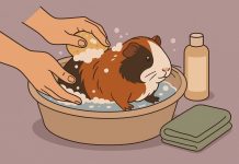 Гигиена без вреда: почему нельзя купать морскую свинку как щенка