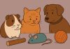 Игрушки или угроза: как выбрать безопасные развлечения для питомца