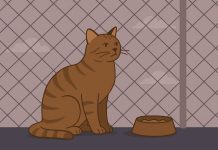 Кошка на балконе: почему сетка — не роскошь, а необходимость
