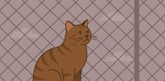 Кошка на балконе: почему сетка — не роскошь, а необходимость